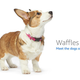 Illustration for article titled Amazon's Error Dogs, Ranked